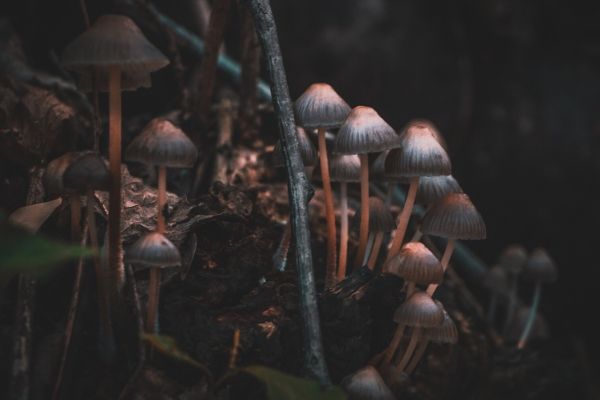 close-up of small wild-growing medical mushrooms 