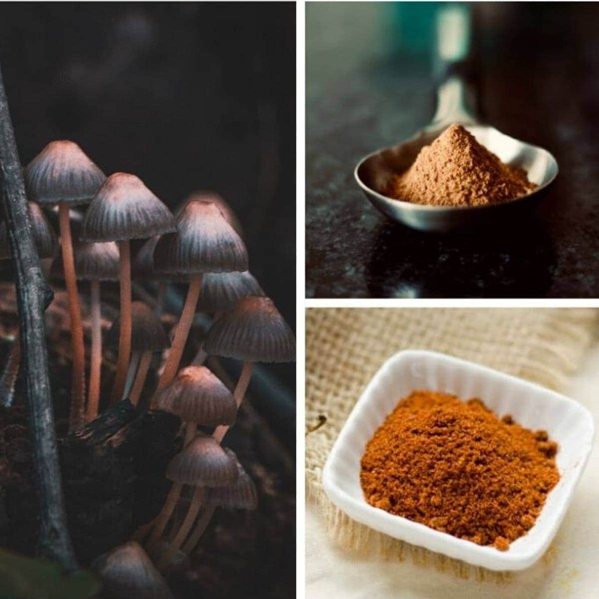 a collage of different medicinal mushrooms for anxiety