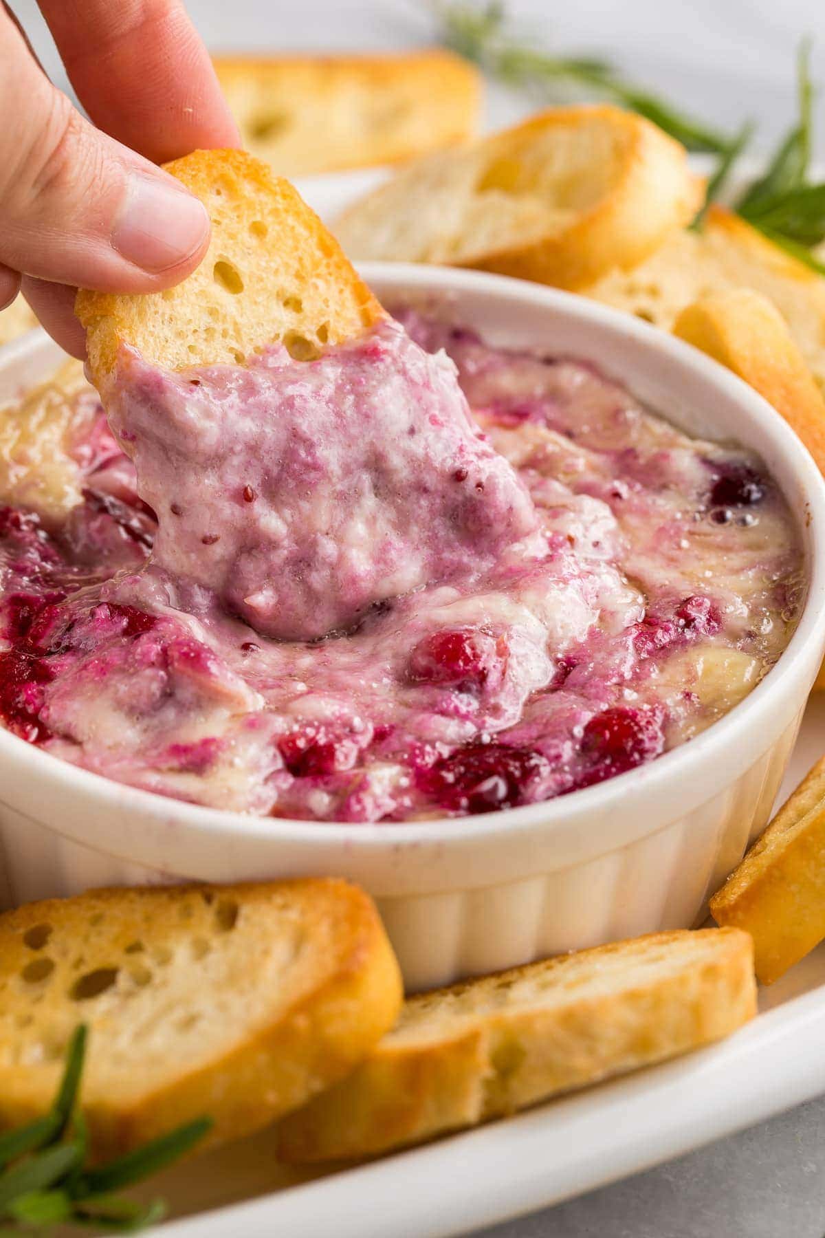 A piece of crostini being dipped into brie dip